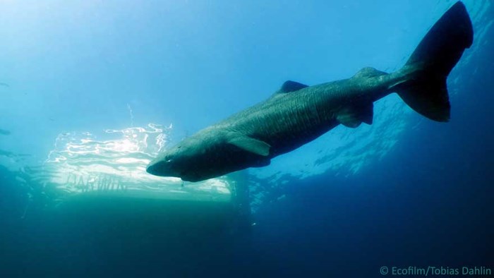 Shark with transmitter.