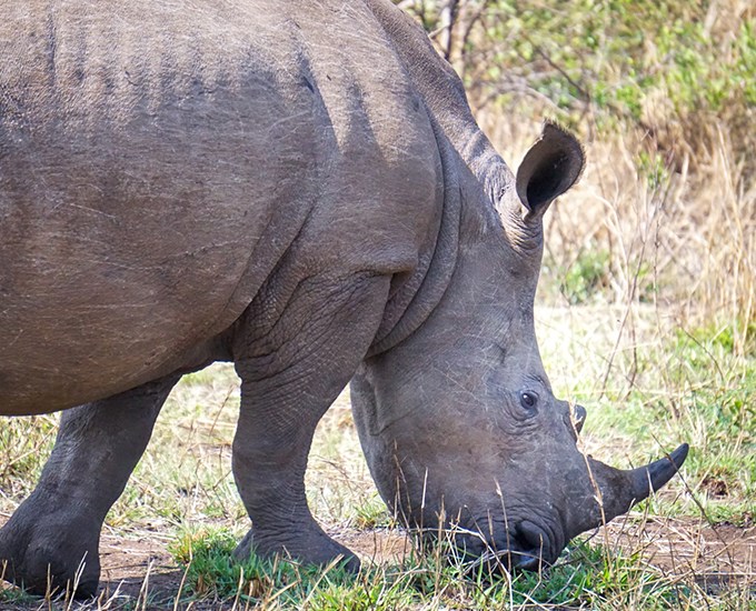 Rhino. Photo.