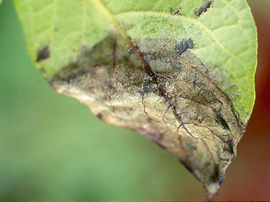 Phytophthora infestans på potatis blad