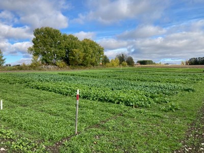 Field with field cress