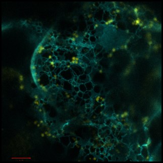Confocal image of oil