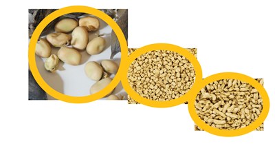 Faba bean seed
