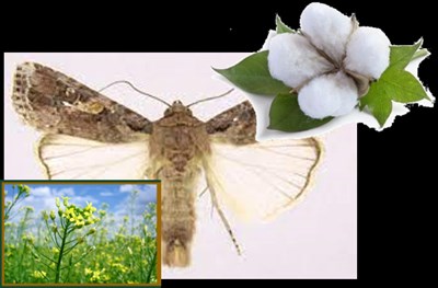 Pheromones