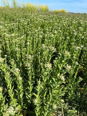 Lepidium campestre