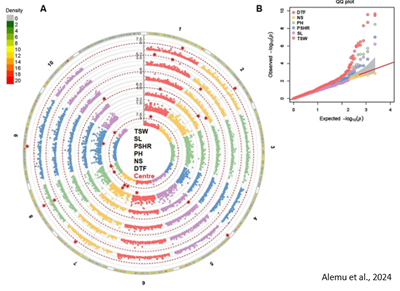 GWAS on rape 