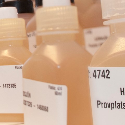 Labelled plastic bottles filled with lake water. Photo.