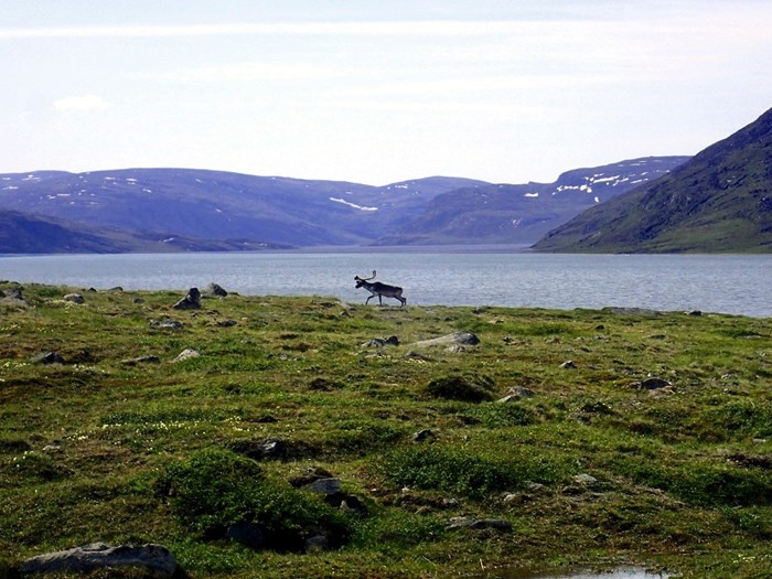 Reindeer in a mountain environment with a lake and mountains in the background. Photo.