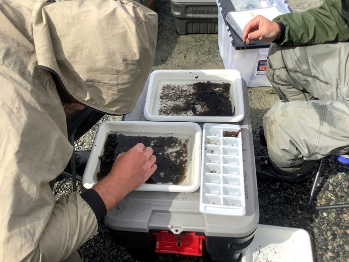Person sortering benthic invertebrates. Photo.