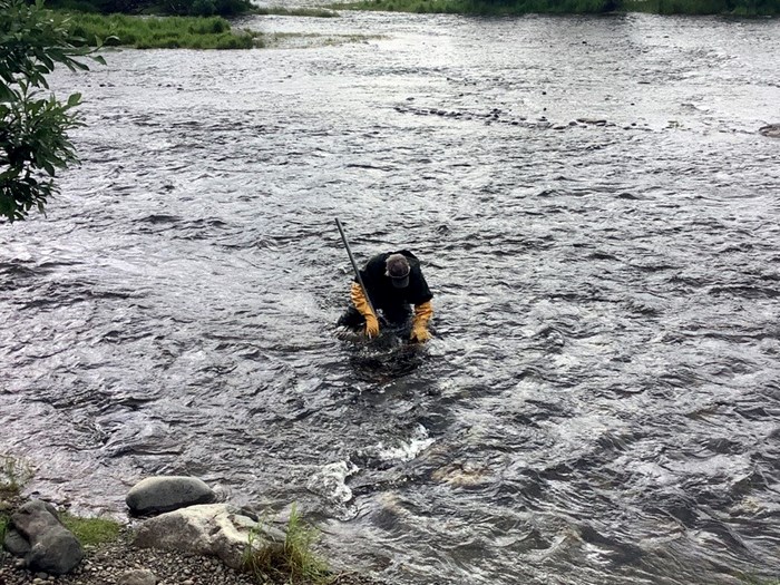 Field technician standing in a water with a sampling net. Photo.