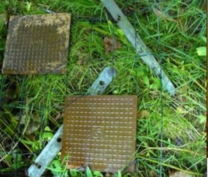 Tiles with algal growth. Photo.