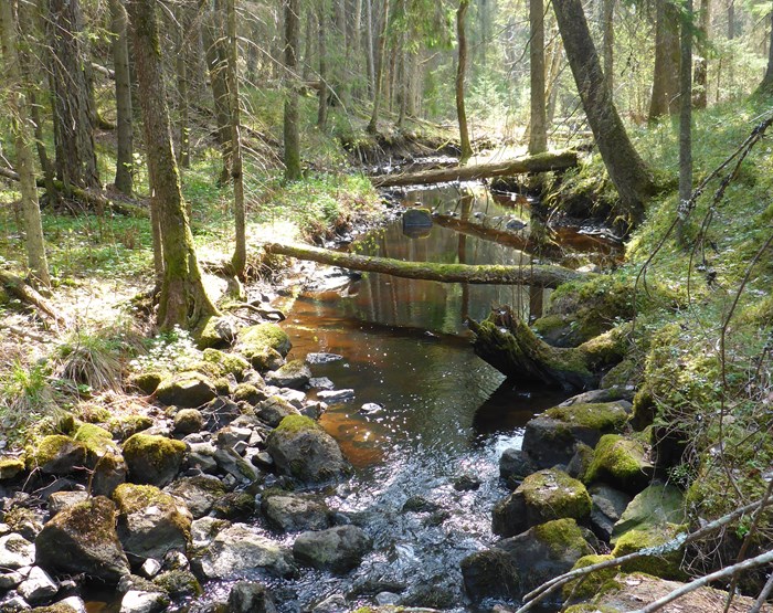 Stream in the forest. Photo.
