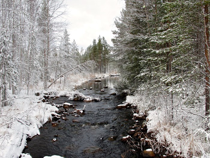Small river in a snow-covered forest. Photo.