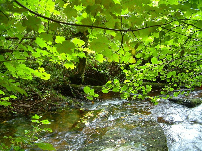 Branches with leaves hanging over a creek. Photo.