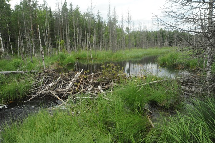 Beaver dam in the forest. Photo.
