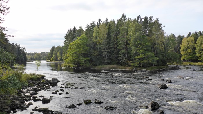 Wide, shallow river with a forested island in the middle. Photo.