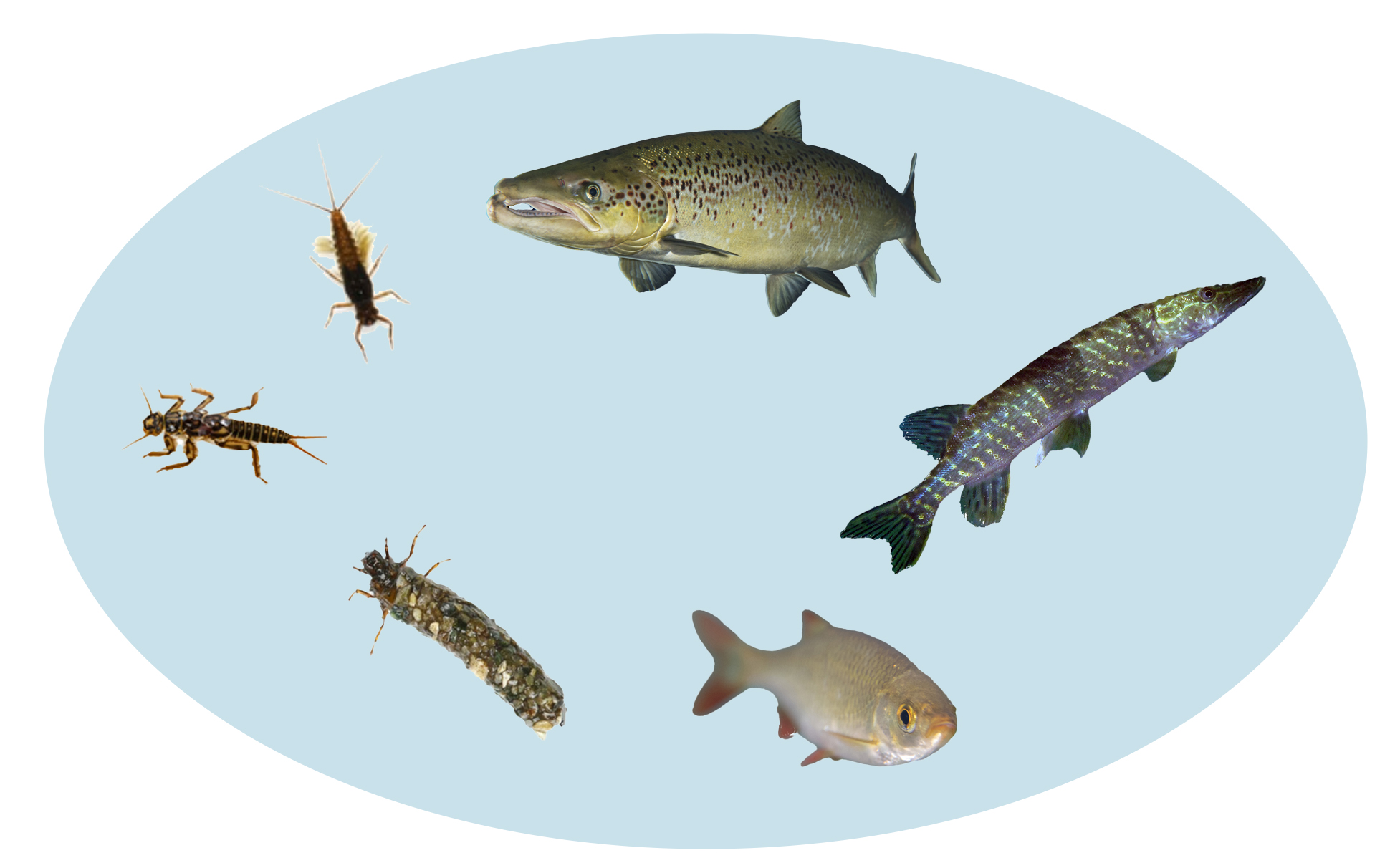Examples of aquatic organisms.