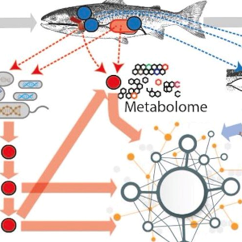 Fisk och pilar som pekar på mikrober. Illustration.