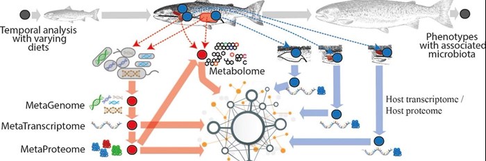 Schematic outline of a research project, showing e.g. fish and arrows pointing to microbiota. Illustration.