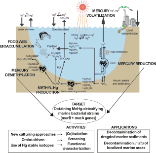 Schematic picture of the research project MER-CLUB. Illustration. 