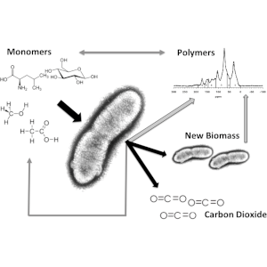 Bacteria and different carbon compounds. Illustration.