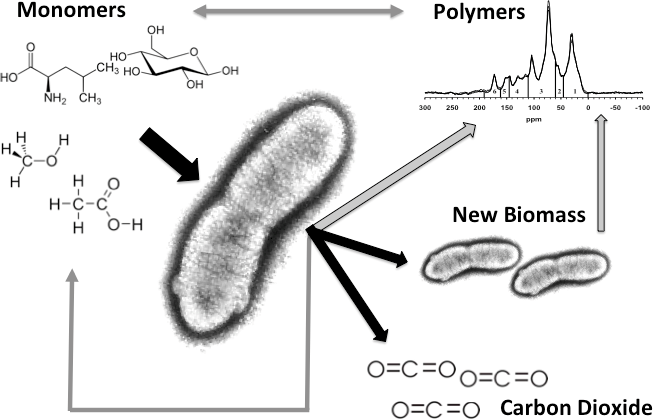 Bacteria and different carbon compounds. Illustration.