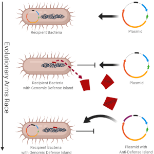 Schematisk översikt av ett forskningsprojekt. Baktalerier och plasmider. Illustration.