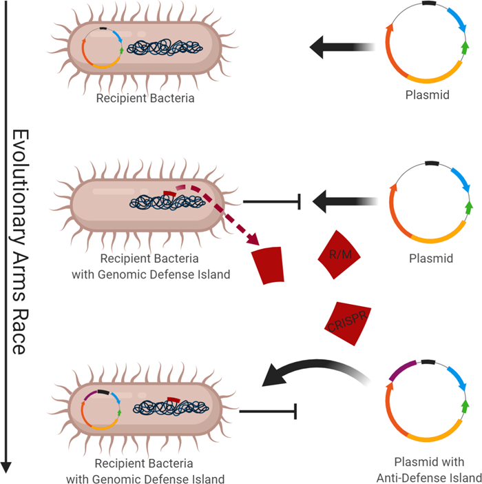  Schematic overview of a research project showing bacteria and plasmids. Illustration.