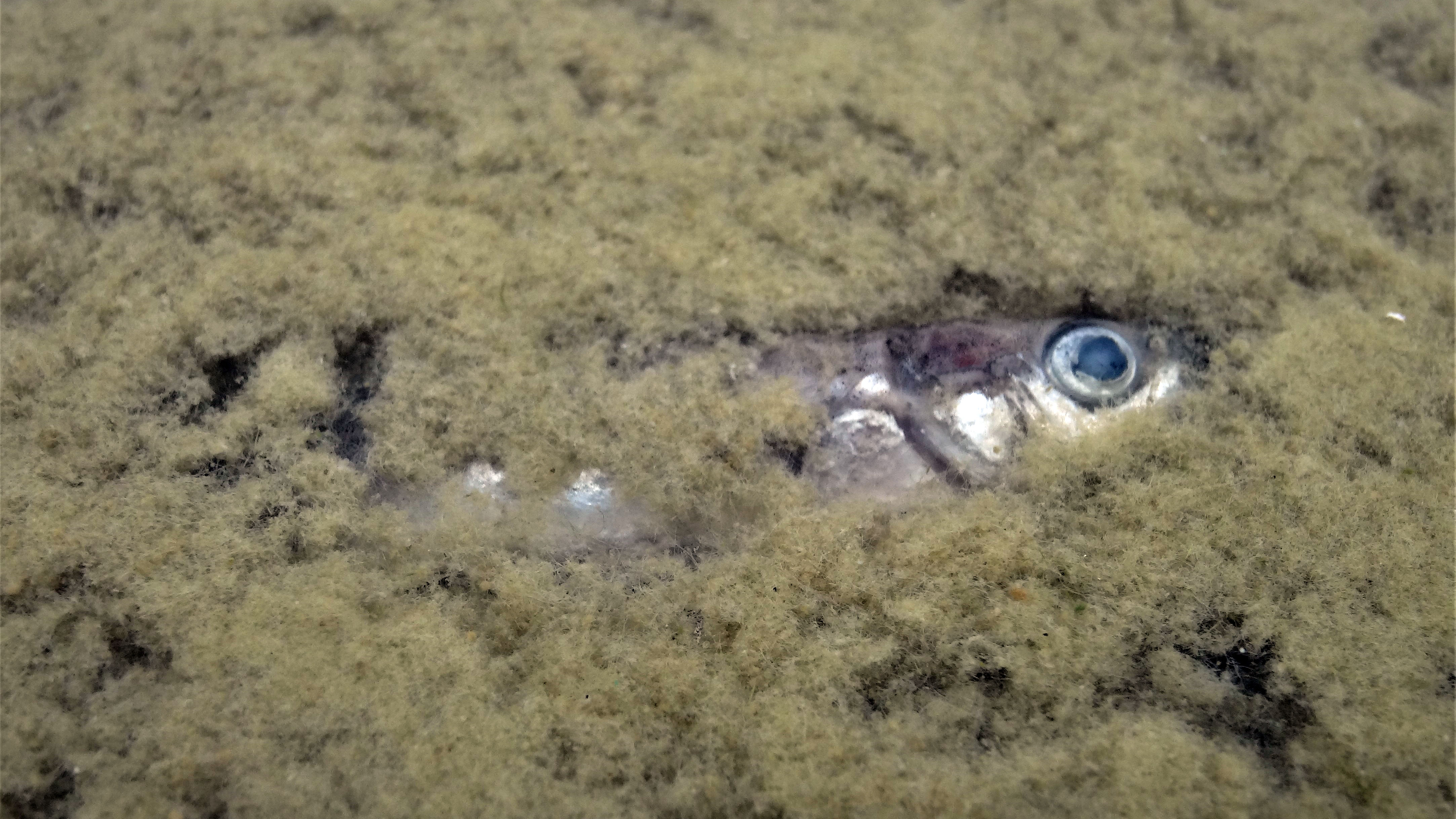 Spike covered in algal bloom. Photo.