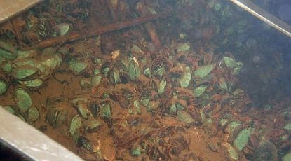 Mussels on the lake bottom. Photo.