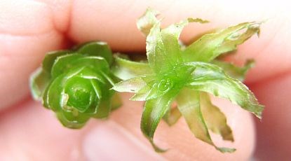 Hand holding two small parts of light green aquatic plants. Photo.