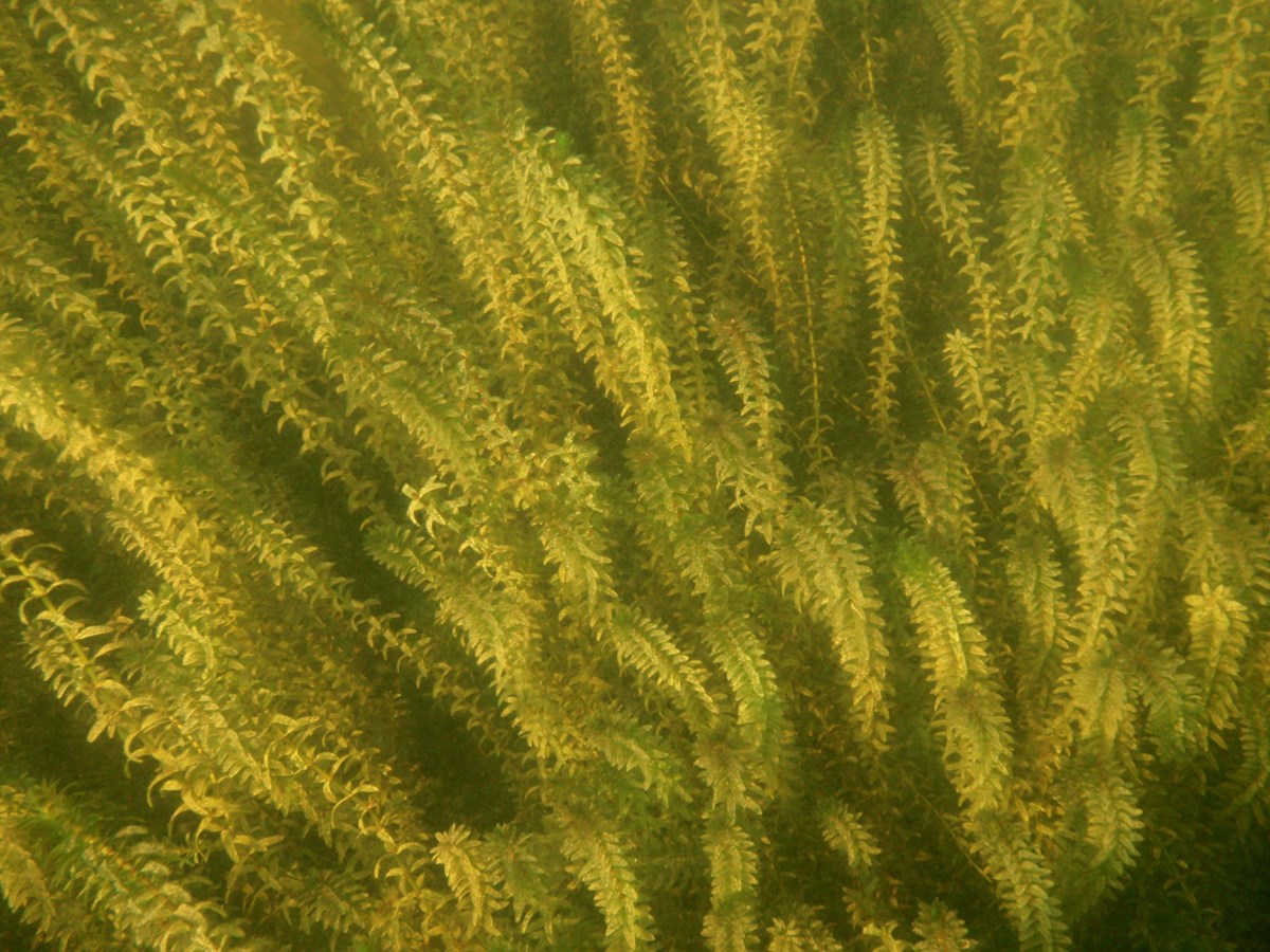 Invasive species in freshwater Biology Diagrams