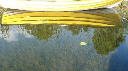 Vattenväxter som bildar en matta på sjöbotten och en gul roddbåt som speglas i vattenytan. Foto.