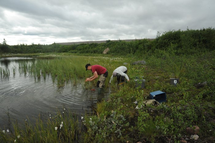 Two persons taking samples in a pond with aquatic plants. Photo.