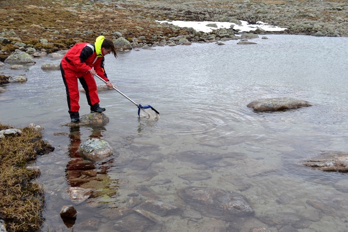 One person standing on a stone in the water and using a sampling net. Photo.