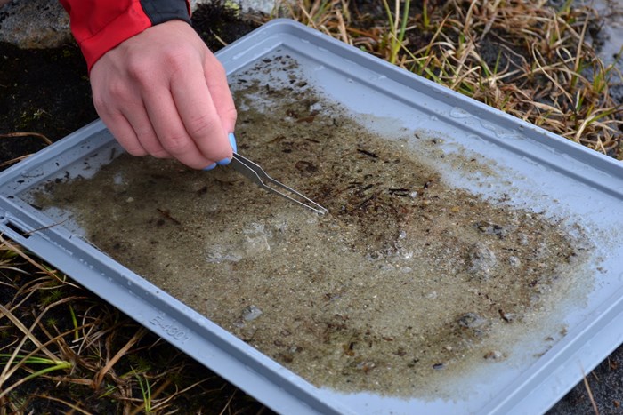 A blue lid with a lake bottom sample upon it and a hand holding a pincette to sort the sample. Photo.