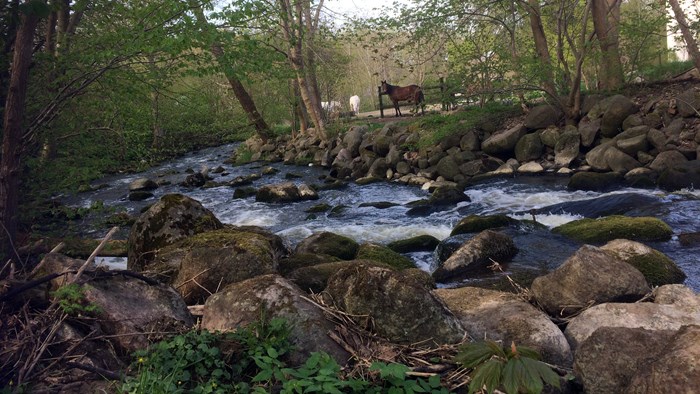 Flod som rinner förbi hästgård. Foto.