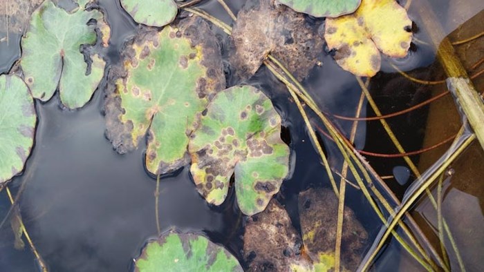 Brunfläckiga blad av växten sjögull. Foto.