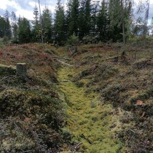 Dry forest ditch covered with Sphagnum. Photo.