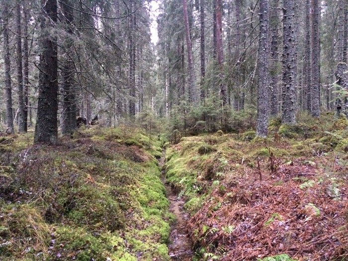 Forest ditch. Photo.
