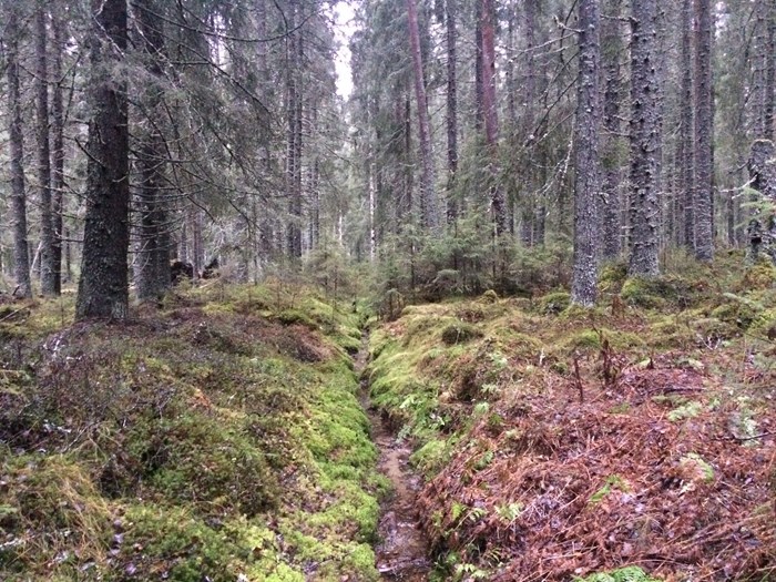 Skogsdike. Foto.