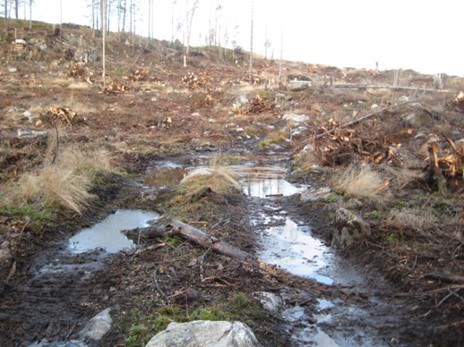 Clearcut area with driving tracks. Photo.