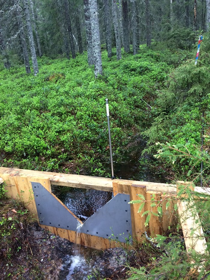Triangular weir in a forest ditch. Photo.