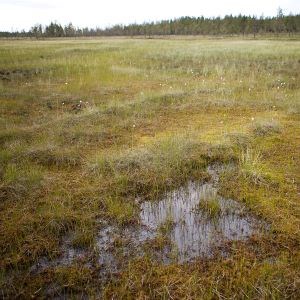 Myr med skog i bakgrunden. Foto.