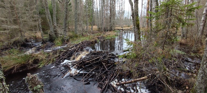 Beaver damm surronded by forest. Photo.