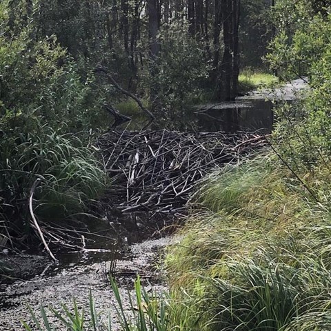 Bäverdamm i vattendrag omgiven av skog. Foto.