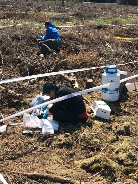 Kalhygge med risrester, uppspända plastband som markerar gränser och två personer som tar prover i de olika rutorna. Foto.