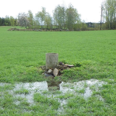Fält med lågt, grönt gräs samt en vattenpöl framför en ytavrinningsbrunn. Foto.