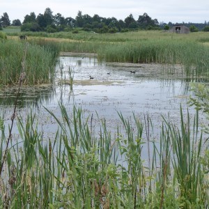 Pond with among others Thypha. Photo.