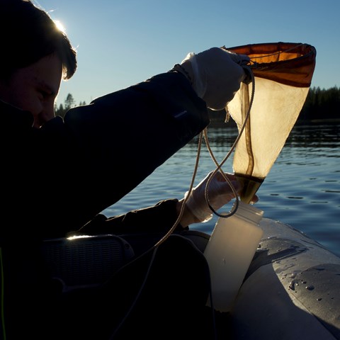 Person i gummibåt håller en finmaskig håv för provtagning. Foto i motljus.