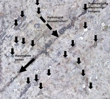 Aerial photo with black arrows indicating where methylation can occur as well as how the water flows. Illustration.